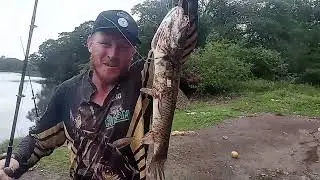 Pescaria trair&atilde;o 🎣 cevamos ponto pesca, gigante encostaram,dica massa matadeira,s&oacute; grumata gigante.