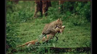 Leopard war vs Deer fast escape Part 1