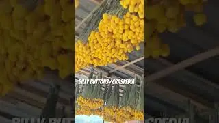 Natural dried craspedia bunch wholesale. Dry floral for bouquets, arrangements diy.☘️💐 #sayefloral
