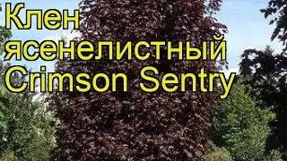 Клен ясенелистный Кримсон Сентри. Краткий обзор, описание acer platanoides Crimson Sentry