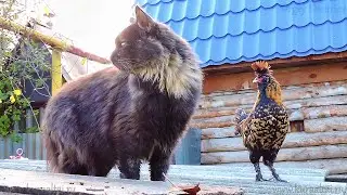 Поют ПАВЛОВСКие  Петухи, #Павловские_куры Pavlovskie #chickens Altai, Barnaul Алтай, Барнаул