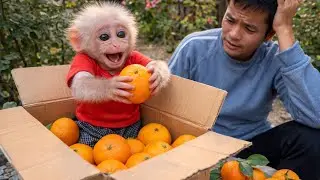 Little Monkey Baba Wants to Give a Gift to Sister Xu, but Dad Doesn’t Understand