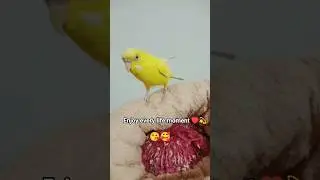 coco 🐦 # masti moment #love #birds #emotional#trending #shorts #video &hearts;️💫