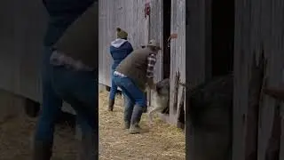 Farmer Fights Off Wolf to Save His Sheep! Epic Battle at Dawn #farming #wildlife #sheep