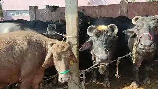 Bhens Colony Dairy Farm