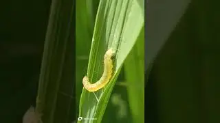Major rice pest | Rice Leaf Folder (larvae) 🐛| Cnaphalocrcocis medinalis | Lepidoptera #insects #