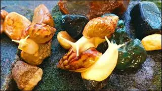 A Snail's World , Life in the Slow Lane #SnailColony ​#SnailLife #PeacefulLife