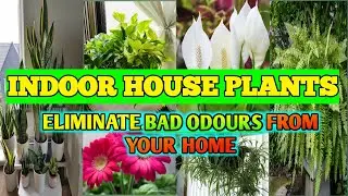 Indoor Plants that eliminate bad odours from your home