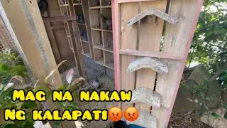 BEWARE: MAG NA NAKAW NG KALAPATI SA NEW ZEALAND🇳🇿 SOMEONE STEAL MY RACING PIGEON😢