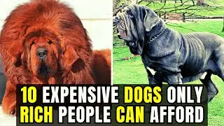 10 Expensive Dogs Only Rich People Can Afford | Top 10 Luxury Dogs