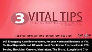 24 Hour Pest Control Exterminators Vital Tips for Bed Bugs, Rodents and more in NYC