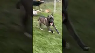 1 year old Pitsky dog  with zoomies