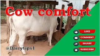 COW COMFORT (SIMPLE AND AFFORDABLE BEDDING)