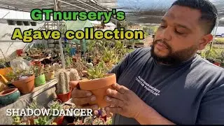 GTnursery&rsquo;s collection #agave #collection