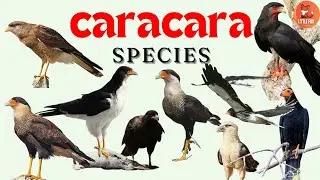 Curious Types of caracara Species Name in English for kids #kidslearning #animals  #caracara