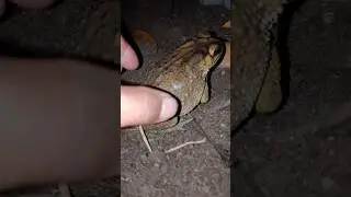 The Toad #toad #shorts #shortviral #shortsfeed #trending