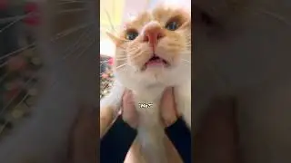 Testing the New GO Ultra Micro Lens with My 🐱 | Insta360 GO Ultra