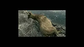 Shooting the Deer from a High Vantage Point&mdash;One Clean Kill｜居高臨下射殺鹿！一箭命中、俐落收場！