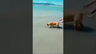 Funniest  Cat Compilation Videos (Try Not To Laugh) | Creative Commons - PS