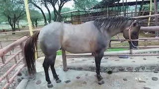 Visita a los sementales