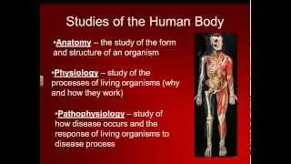 Basic Structure of the Human Body