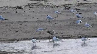 Gaviotas, Cabecinegras y Reidoras en la Playa de Zelu&aacute;n