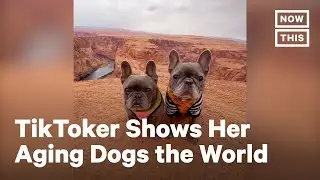 French Bulldogs Travel the Country with Their Human