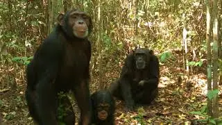 Study of chimpanzees in a degraded landscape