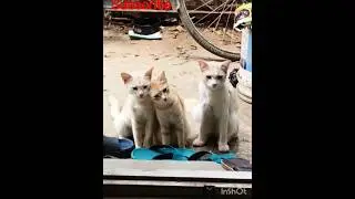 help street animal #love #feedingstreetdogs #straydog