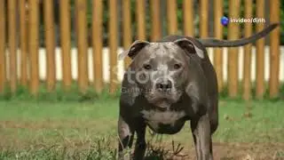 invideo ai 480 Pawsome Dog Fun  Unleash the Joy! 2025 02 23