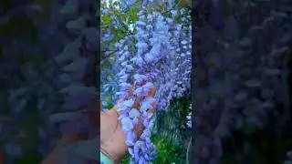 #food  #flores parece racimo de uva alguna vez lo han visto ￼