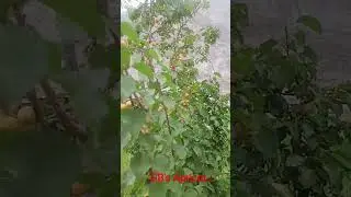 Appricot of GilgitBaltistan۔۔۔۔