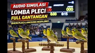 SIMULASI LOMBA PLECI 🔊 MUSTAHIL TIDAK RESPON‼️ GACOR MAXIMAL 🏆
