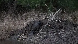 Beaver Building his lodge