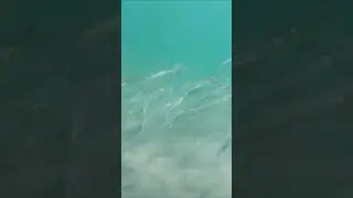 Peaceful Swim With BEAUTIFUL School Of Fish! #shorts