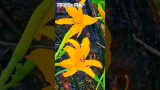 각시원추리 꽃말은 기다리는 마음#각시원추리