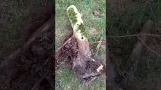 a root in the forest garden #root #nature #wild #forestgarden