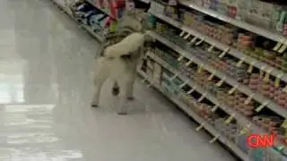 Shoplifting DOG Apologizes ! | Canine Returns To Scene Of Crime | KSL-TV