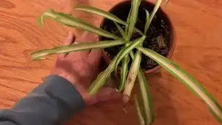 Fiskars Micro-Tip Pruning Snips Review | Precision Garden & Houseplant Trimming