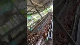 A Section Of The Farm