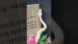 out of his hide