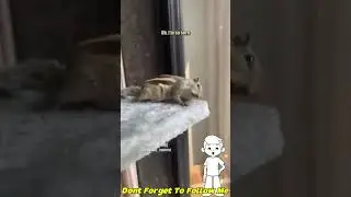🐿️ no pain no grain 🎥 oh_my_squirrel #animals