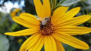 Samsung S8+ Raw Macro Video Footage