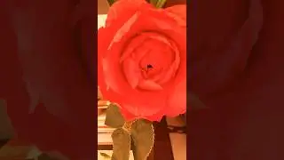 Easy paper roses🌹#art #papercraft