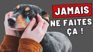 9 choses qu’un chien ne pardonnera JAMAIS