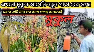 এটা ১বার দিলেই আম গাছে মুকুলের বন্যাMango Tree care #mango #gardening#farming #mangofarming 