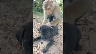 Amazing SokYaa Comforting Animals Well #shorts