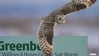Greenbelt Short-eared Owl, F. William & Henry Graf, Jr. Salt Marsh