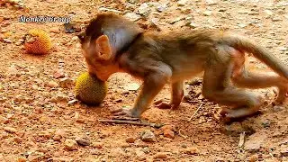 Baby Alba tries to eat fruit herself, Skinny baby monkey Alba