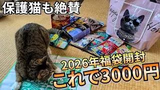 AIと間違われる風呂好き保護猫さんに、2026年ネコ福袋を買ってみたら感動でした